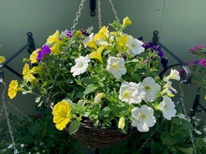 Trailing Petunia Hanging Basket Mixed colours