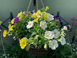 Trailing Petunia Hanging Basket Mixed colours