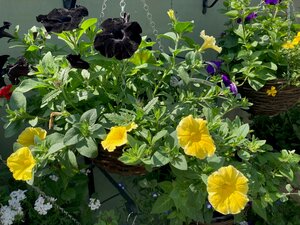 Trailing Petunia Hanging Basket - Yellow/Black