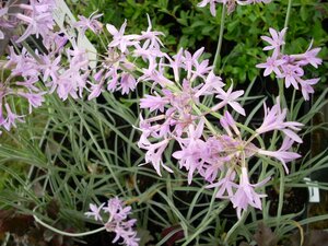 Tulbaghia violacea variegata