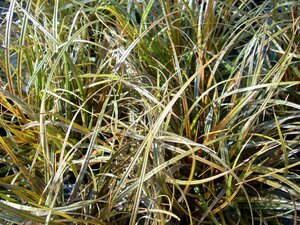 Uncinia uncinata rubra