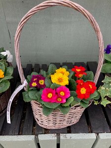 Vanessa Oval Basket Medium