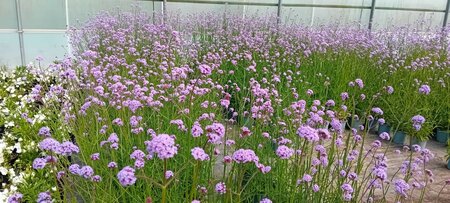 Verbena bonariensis - image 1