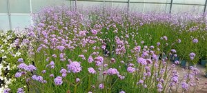 Verbena bonariensis