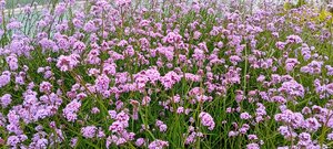 Verbena Bonariensis