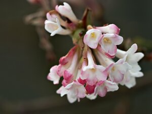 Viburnum Farreri