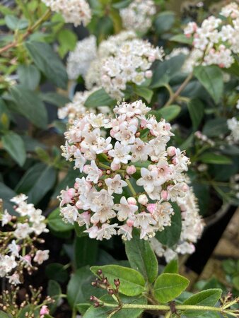 Viburnum tinus Eve Price - image 2