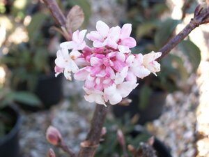 Viburnum x Bodnantense Dawn