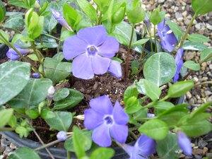 Vinca Bowles Variety