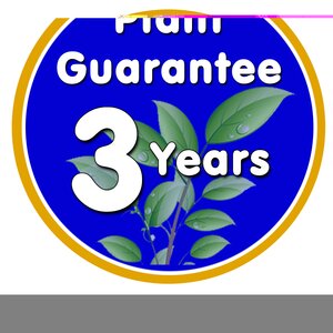 Vinca Bowles Variety 