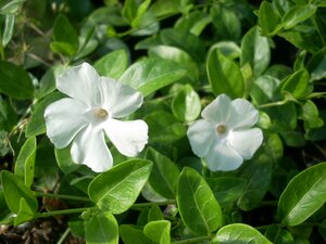 Vinca minor Alba