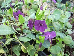 Vinca minor Atropurpurea