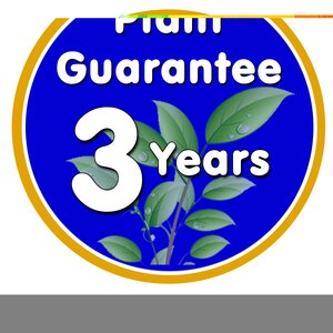 Vinca minor Ralph Shugart - image 2