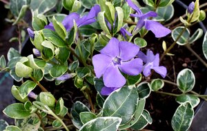 Vinca minor Ralph Shugart - image 2