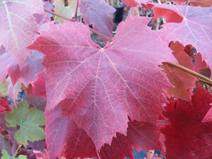 Vitis Brant