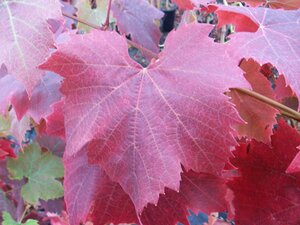 Vitis Brant