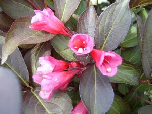 Weigela Alexandra