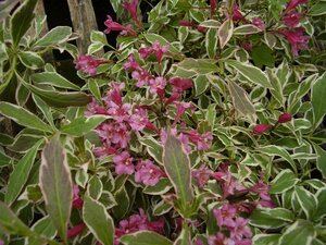 Weigela Florida Variegata