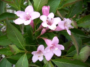 Weigela Pink Poppet