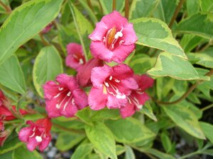 Weigela Red Prince