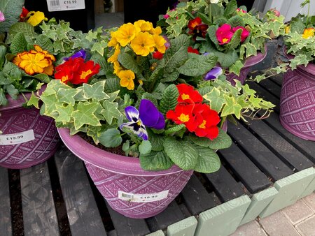 Woven Blossom Planter