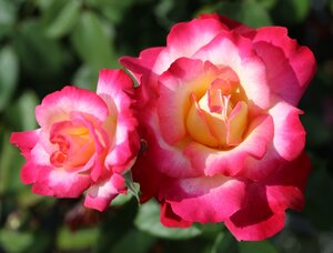 You're My Everything