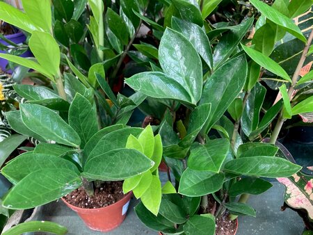 ZZ Plant