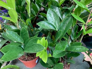 ZZ Plant 